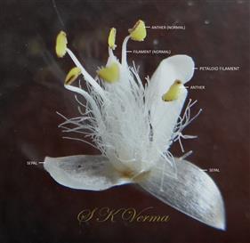  Flower with petals removed; see one petaloid stamen